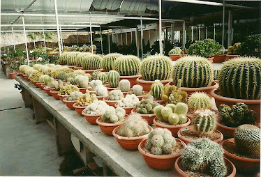 Comelnya kaktus