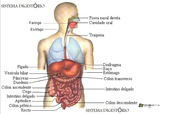 Sistema Digestório