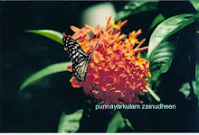 Tiger Butterfly