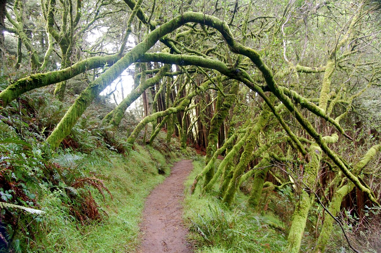 crazy little thing called blog Dipsea Trail Mill Valley to Stinson Beach