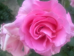 flores bonitas rosas imagenes rosa comer buen