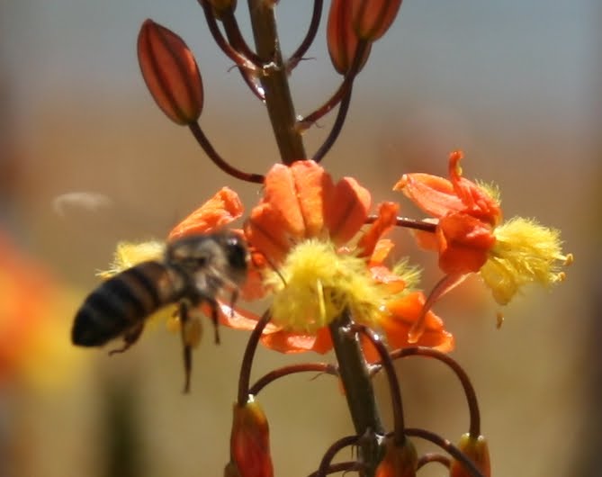 Southeast Florida Garden Evolvement: Little Sweet Treasure -- Bulbine