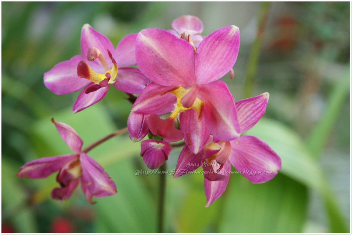 Southeast Florida Garden Evolvement Wordless Wednesday Florida Winter