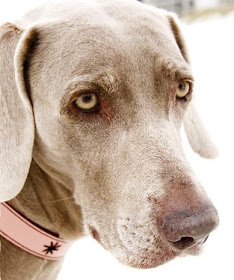 Accesorios para Perros: 10 Consejos para todo dueño de un Perro