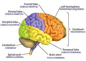 Brain regions