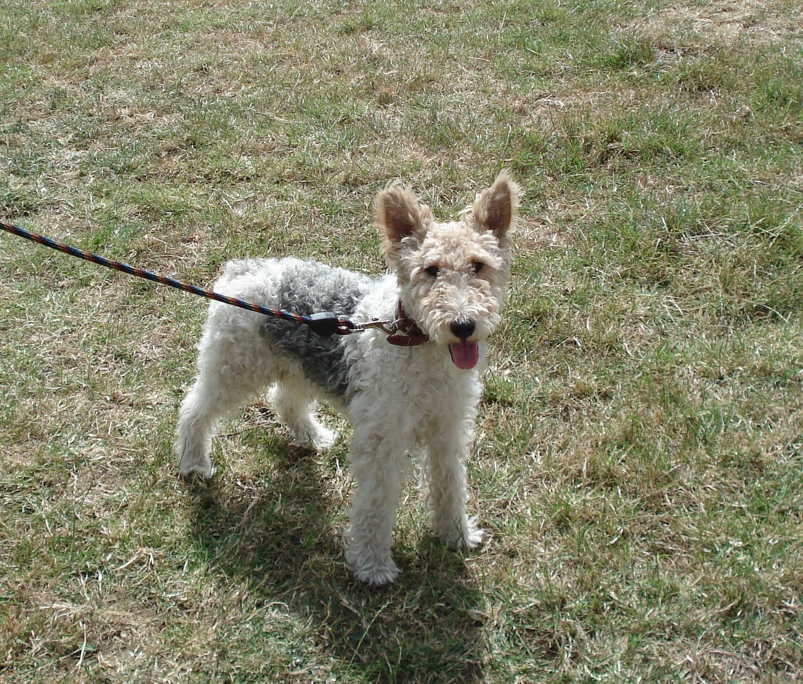 Forever Foxed: Fox Terrier Fun Day