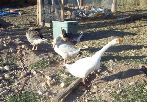 [geese.jpg]