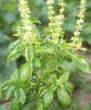 [basil10.jpg]