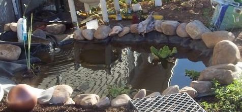 [pond+2.jpg]