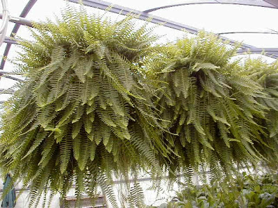 Heather Justesen Boston Ferns Need A Little Extra Care As I Stated Boston Ferns Love Lots Of Light They Should Be Placed Near A Window Preferably East Or West Facing Daytime Temperatures 65 To 75 Degrees
