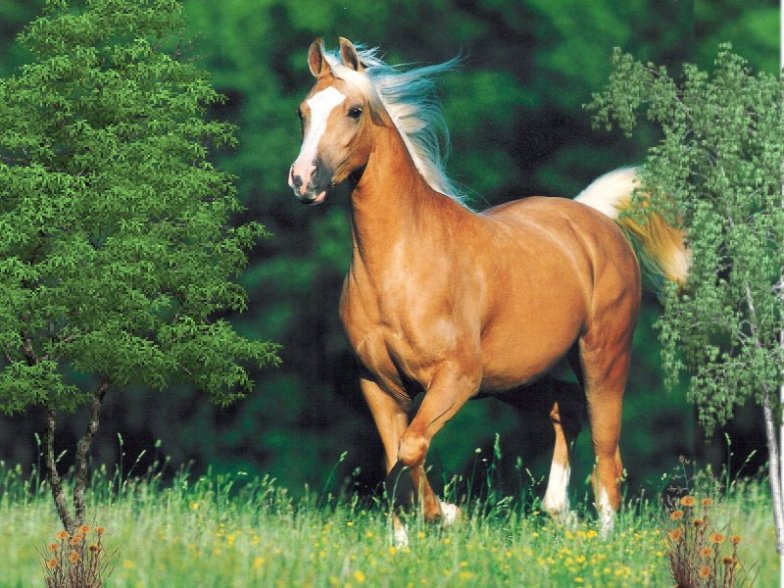 Blog de Jade: Mi animal favorito: el caballo