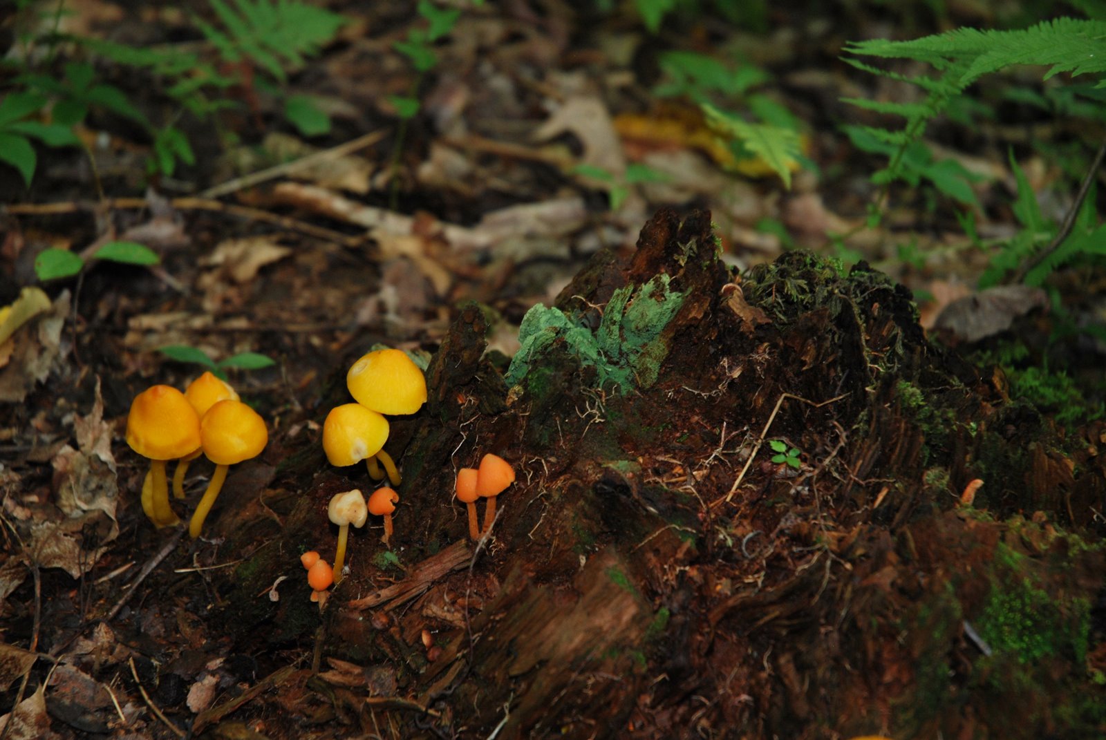 [yellow+mushrooms.jpg]