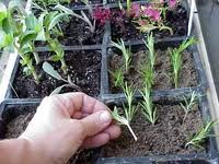 Ogden Botanical Gardens: Upcoming Class: Plant Propagation 1,2,3...