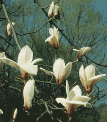 [magnolia.jpg]