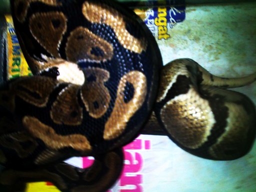 POPURI REPTILES: POPURI REPTILES : ULAR BALL PYTHON / PYTHON REGIUS, MURAH