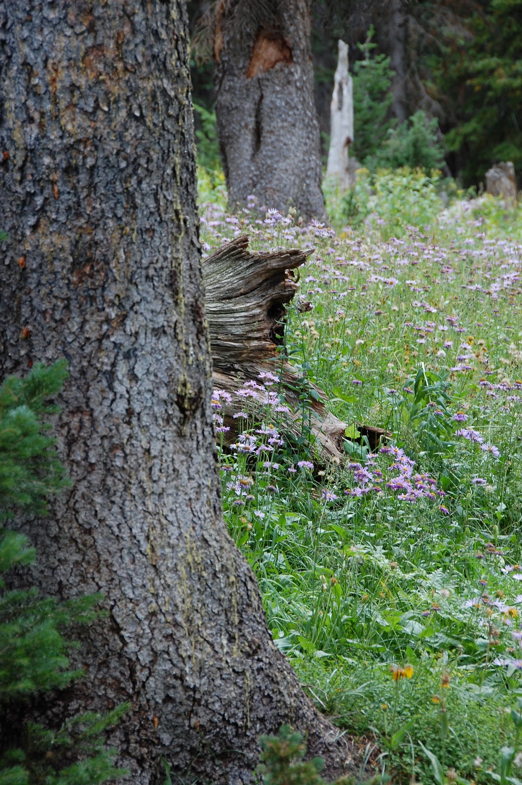 Michele's Nature Blog Medicine Bow National Forest, WY