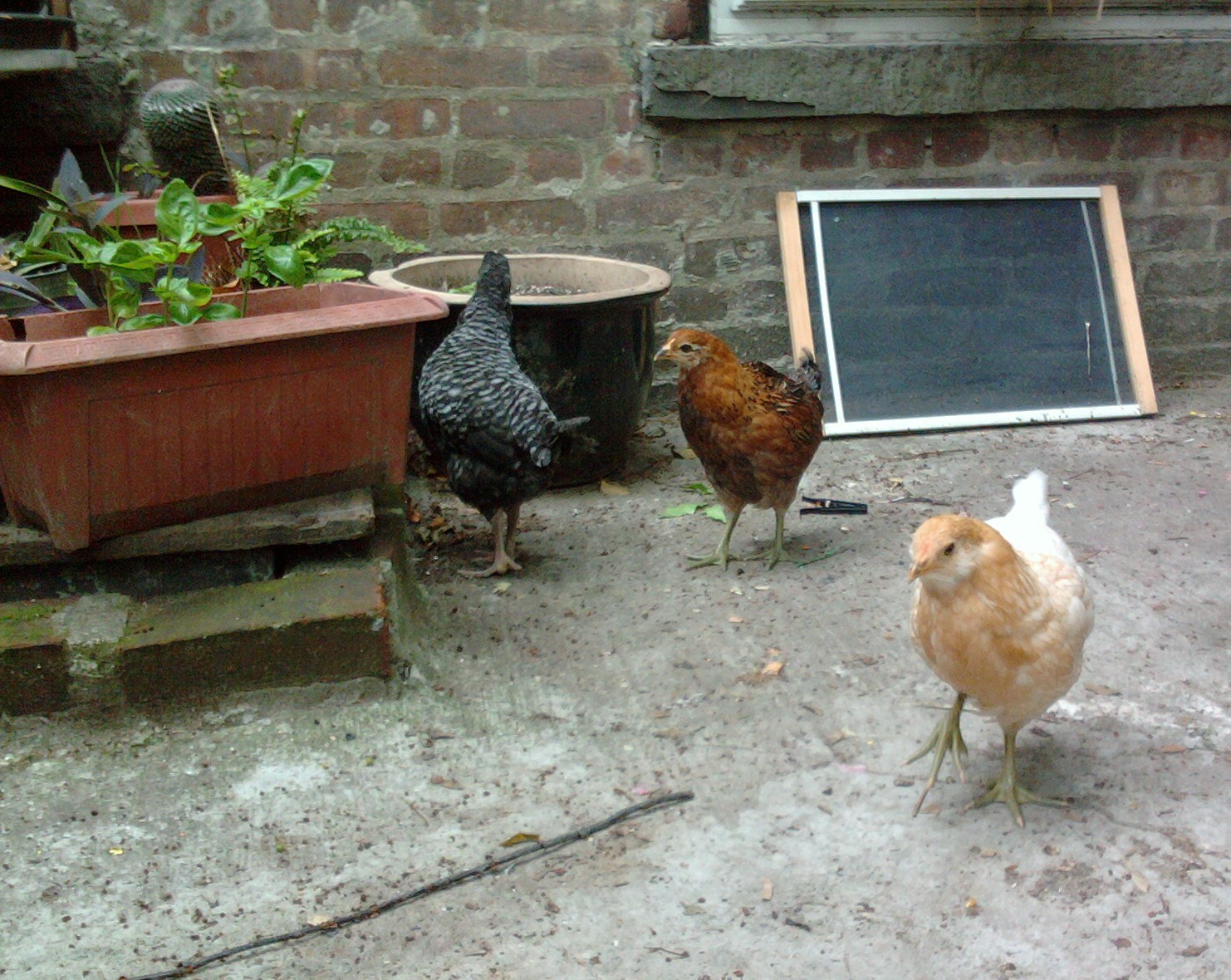 bk farmyards Brooklyn Chicken Tour