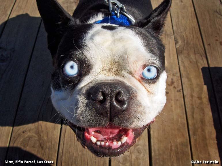 [070224-Elfin-Forest--Boston-Terrier--Max-1-E-C.jpg]