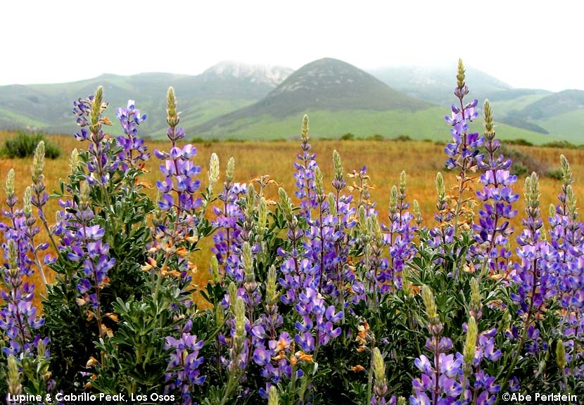 [060428-Los-Osos-Middle-School--Bush-Lupine-2-E-C.jpg]