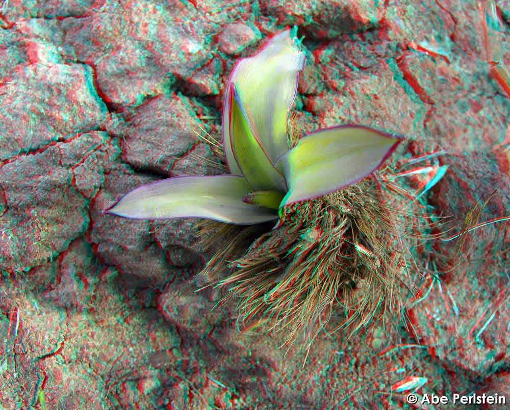 [061224-Bowden-Ranch--plant-tufts-2-ANA-C-BLOG.jpg]