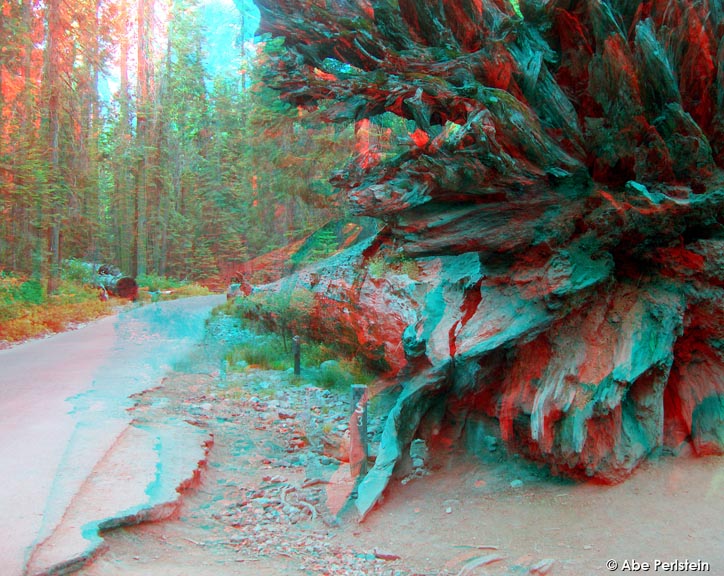 [070623-Yosemite--Mariposa-Grove--Fallen-Monarch-ANA-C-BLOG.jpg]