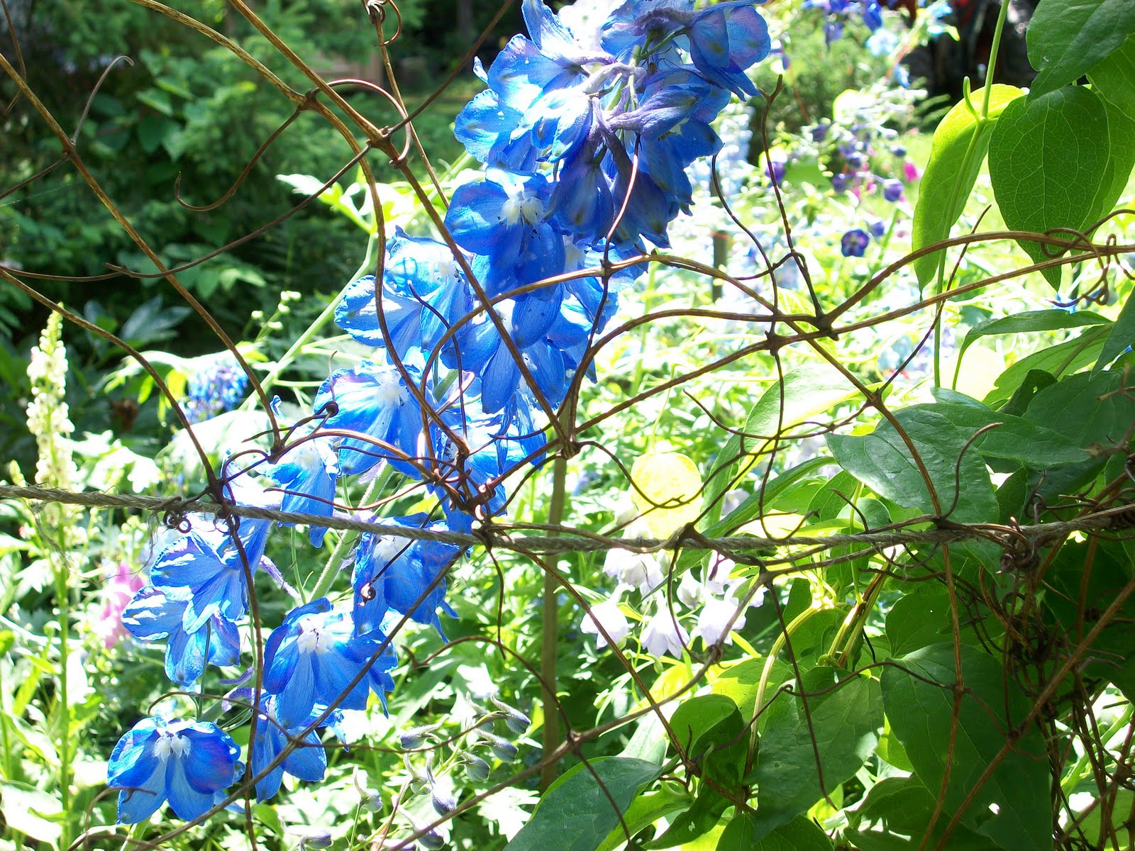 Peacock Cards Pioneer Days Negaunee Michigan
