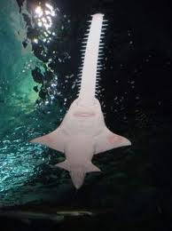 Sawfish