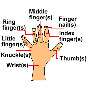 dewi_nofa's e-primbon: VOCABS: PARTS OF BODY & SHAPES