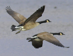 geese goose canada flight ducks wild drawing flying bird birds water canadian oliver tattoo duck mary painting watercolor hunting pineriverreview