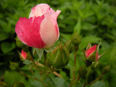 This truly is a Carefree rose. It is the only rose that has survived my black thumb for roses.