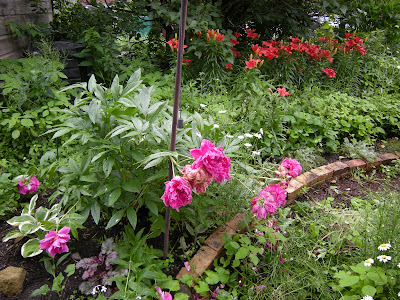 unknown peony with Snow Cap hosta and an Amethyst Myst huechera at its feet and carpet lily in the background