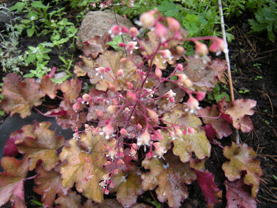 Mahogany huechera caught my eye and I had it in my hand second later. It has only gotten more beautiful as it has settled into its spot in the garden.