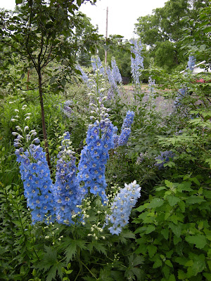 Mixed delphiniums. I think most of them are either Pacific Giants or Magic Fountains. They aren't long lived perennials, and I have not been able to grow them from seed successfully, but they are so worth replacing. They love to be watered and fed regularly.