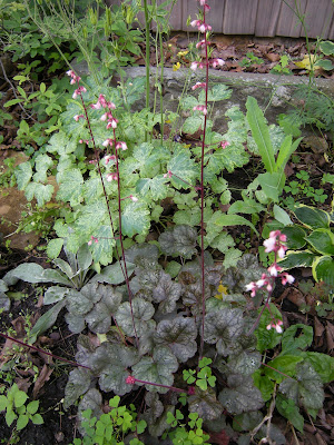 Silver Scrolls heuchera with Lime Frost columbine in the back and Twilight hosta on the side.