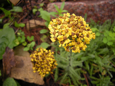 wooley yarrow, a low growing yarrow in my rock garden. This flower is waning, but I think that it still looks nice.