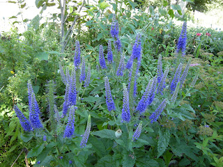 Sunny Border speedwell. It is giving some great color and texture to this part of the garden.