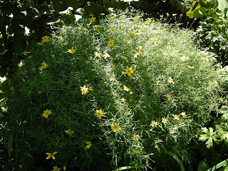 Zagreb coreopsis is easy to grow and an over all great garden plant.