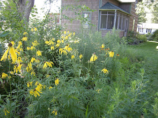 Native grey coneflower. I got this from the local native plant nursery for the rain garden installation.