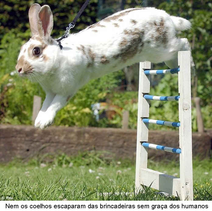 Foto de Cavalo Pulando Obstáculos e mais fotos de stock de Adulto