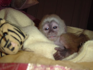 capuchin baby monkeys tufted marmoset whiteface