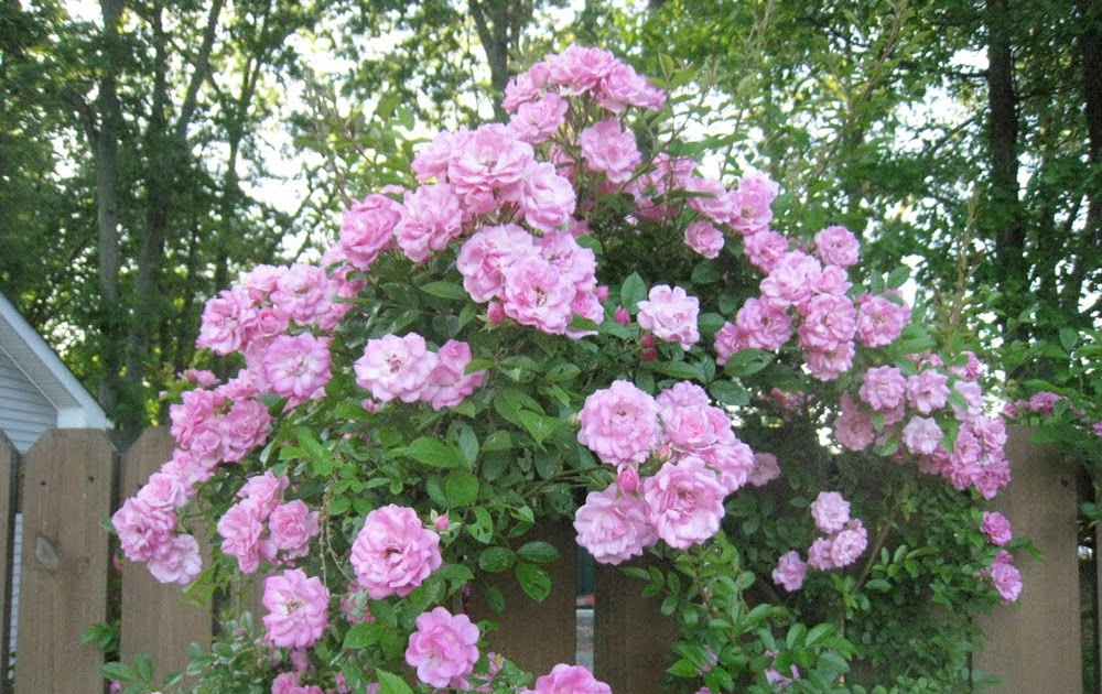 Gardening Tips for Small Spaces Peggy Martin Rose