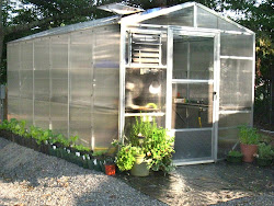 greenhouse spaces saga tomatoes gardening tips