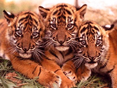 [Imagem: tigres%5B1%5D.jpg]