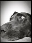 Our dog Roxie