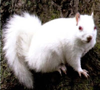 Superinteressante esquilo branco