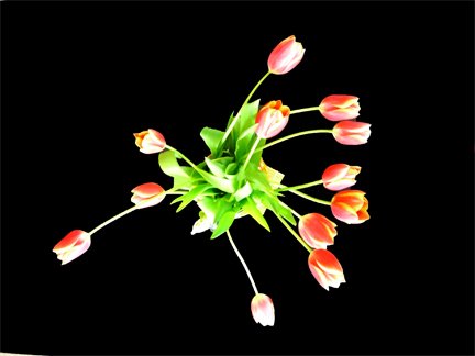 [tulips2_web.jpg]