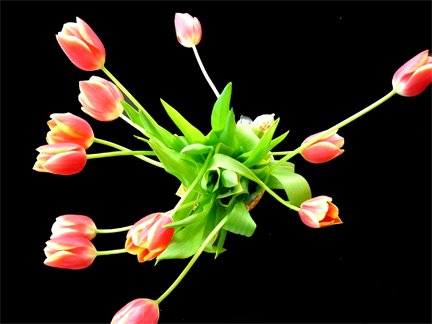[tulips3_web.jpg]