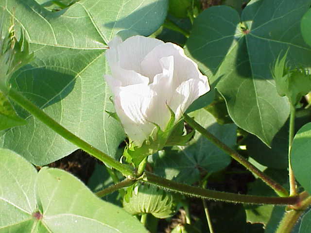 [3cotton8-00.jpg]