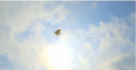Flying+Polar+Bear.JPG