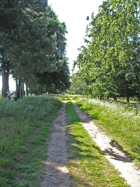 On the left, sunbaked tracks, typical of the entire days walk. On the right, a mighty old tree at Euston.